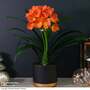 Clivia miniata - Gift