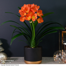 Clivia miniata - Gift