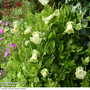Cobaea scandens f. alba - Seeds