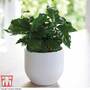 Coffea arabica