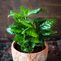 Arabian Coffee Plant - House Plant Seeds