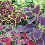 Coleus 'Wizard Mixed' - Seeds