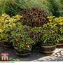 Coleus Freaky Leaves Collection