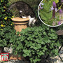 Coleus canina 'Scaredy Cat'