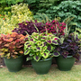 Coleus Mix