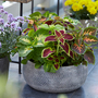 Coleus 'T&M Prize Strain Improved Mixed' - Seeds