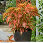 Coleus Premium 'Sun Coral Candy'