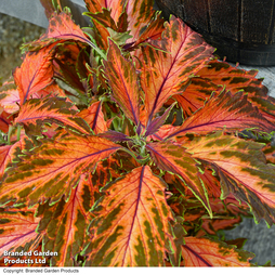 Coleus Premium 'Sun Coral Candy'