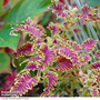 Coleus 'Skeletal'