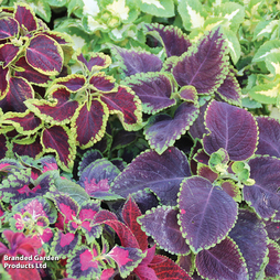 Coleus 'Wizard Mix'