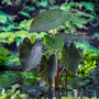 Colocasia rubra 'Black Magic' (Marginal Aquatic)