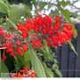 Colquhounia coccinea 'Nepalese Flame'