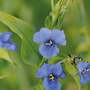 Commelina dianthifolia
