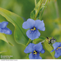 Commelina dianthifolia