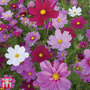 Cosmos bipinnatus 'Sensation Mixed' - Seeds
