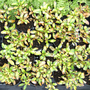 Coprosma repens 'Lemon & Lime'