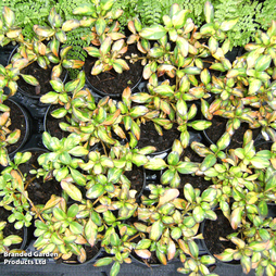 Coprosma repens 'Lemon & Lime'