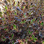 Coprosma repens 'Pacific Dawn'