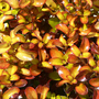Coprosma repens 'Pina Colada'