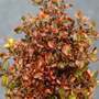 Coprosma repens 'Tequila Sunrise'