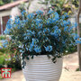 Corydalis flexuosa 'Porcelain Blue'