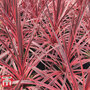Cordyline 'Pink Star'
