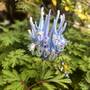 Corydalis flexuosa 'Purple Leaf'