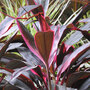 Cordyline 'Tango'