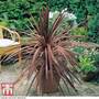 Cordyline australis purpurea 'Purple Tower' - Seeds