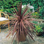 Cordyline australis purpurea 'Purple Tower' - Seeds