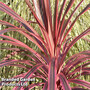 Cordyline 'Southern Splendour'