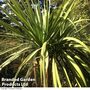 Cordyline australis Verde atlantic green