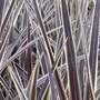 Cordyline banksii 'Electric Flash'