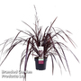 Cordyline 'Festival Burgundy'