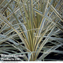 Cordyline australis 'Torbay Dazzler'