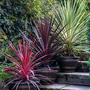 Cordyline Trio