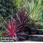 Cordyline Trio