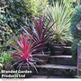 Cordyline Trio