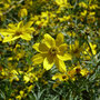 Coreopsis Verticillata Moonbeam