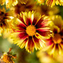 Coreopsis 'Enchanted Eve'