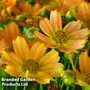 Coreopsis 'Sweet Marmalade'