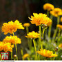 Coreopsis grandiflora 'Sunray'