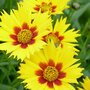 Coreopsis 'Sterntaler'