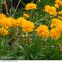 Coreopsis 'Golden Joy'