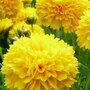 Coreopsis Golden Sphere