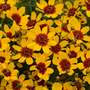 Coreopsis verticillata 'Sizzle & Spice Sassy Saffron'