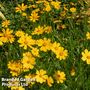 Coreopsis 'Schnittgold'