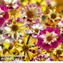 Coreopsis 'Incredible! Sea Shells Mix' - Seeds