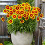 Coreopsis verticillata 'Uptick Gold & Bronze'
