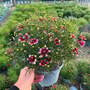 Coreopsis verticillata 'Sizzle & Spice Zesty Zinger'
